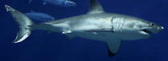 White Shark Continues to Thrive